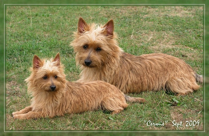 "Cermie von den Grauen Anfurten" - Australian Terrier