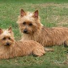 "Cermie von den Grauen Anfurten" - Australian Terrier