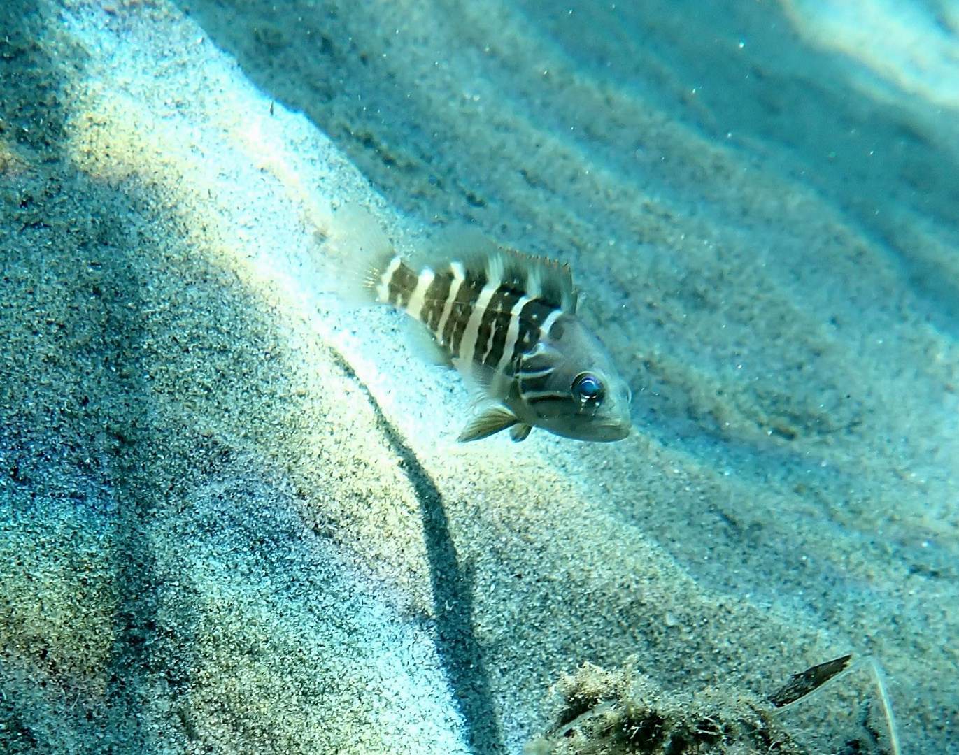 Cernia bianca (Epinephelus aeneus)