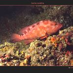 Cernia corallina (Cephalopholis Miniata)