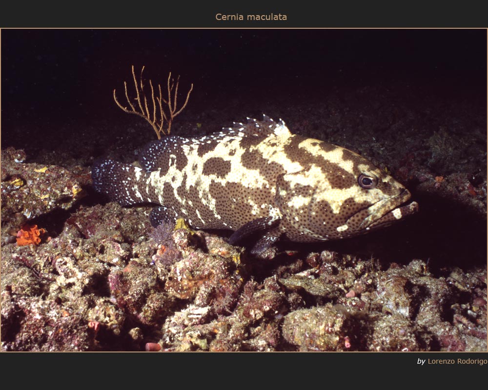 Cernia Maculata (Epinephelus Tauvina)