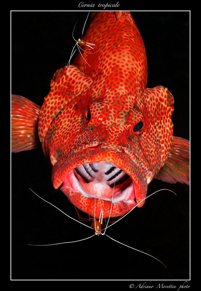 Cernia tropicale (Cephalopholis sonnerati) con gamberetti pulitori (Lysmata amboinensis)