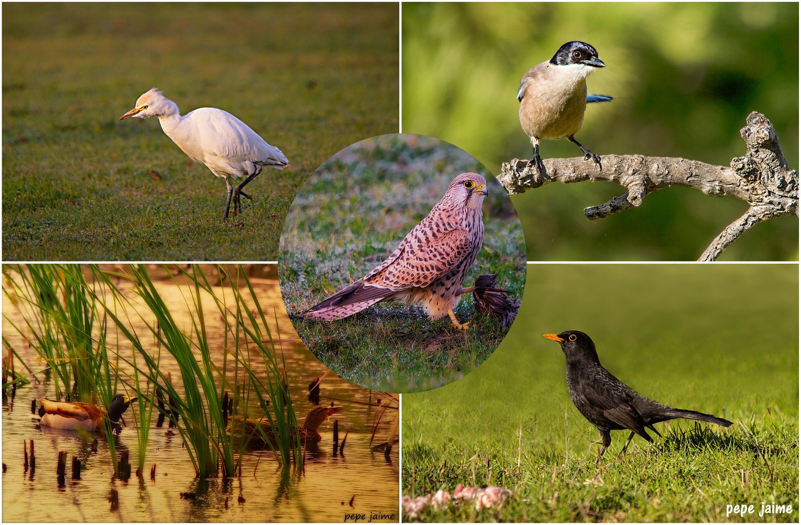 Cernícalo, garcilla, rabilargo, patos reales y mirlo