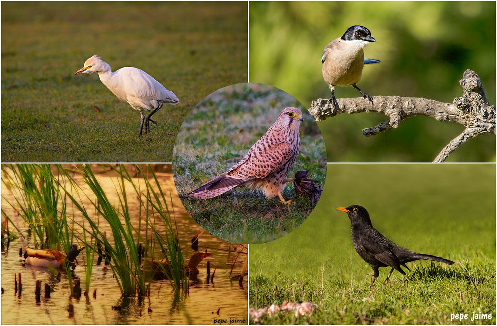 Cernícalo, garcilla, rabilargo, patos reales y mirlo