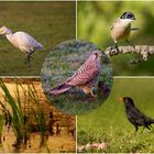 Cernícalo, garcilla, rabilargo, patos reales y mirlo