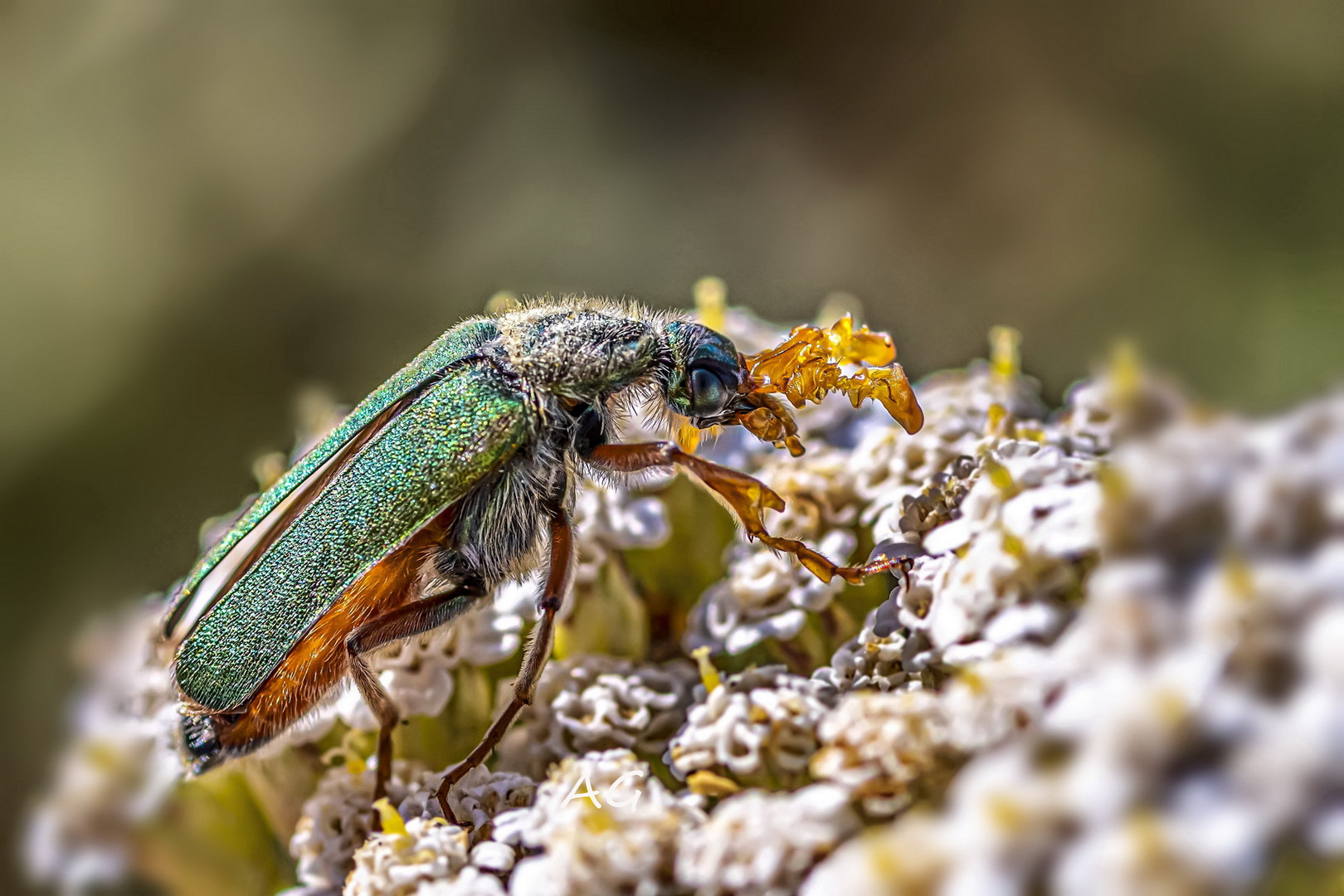 Cerocoma schreberi