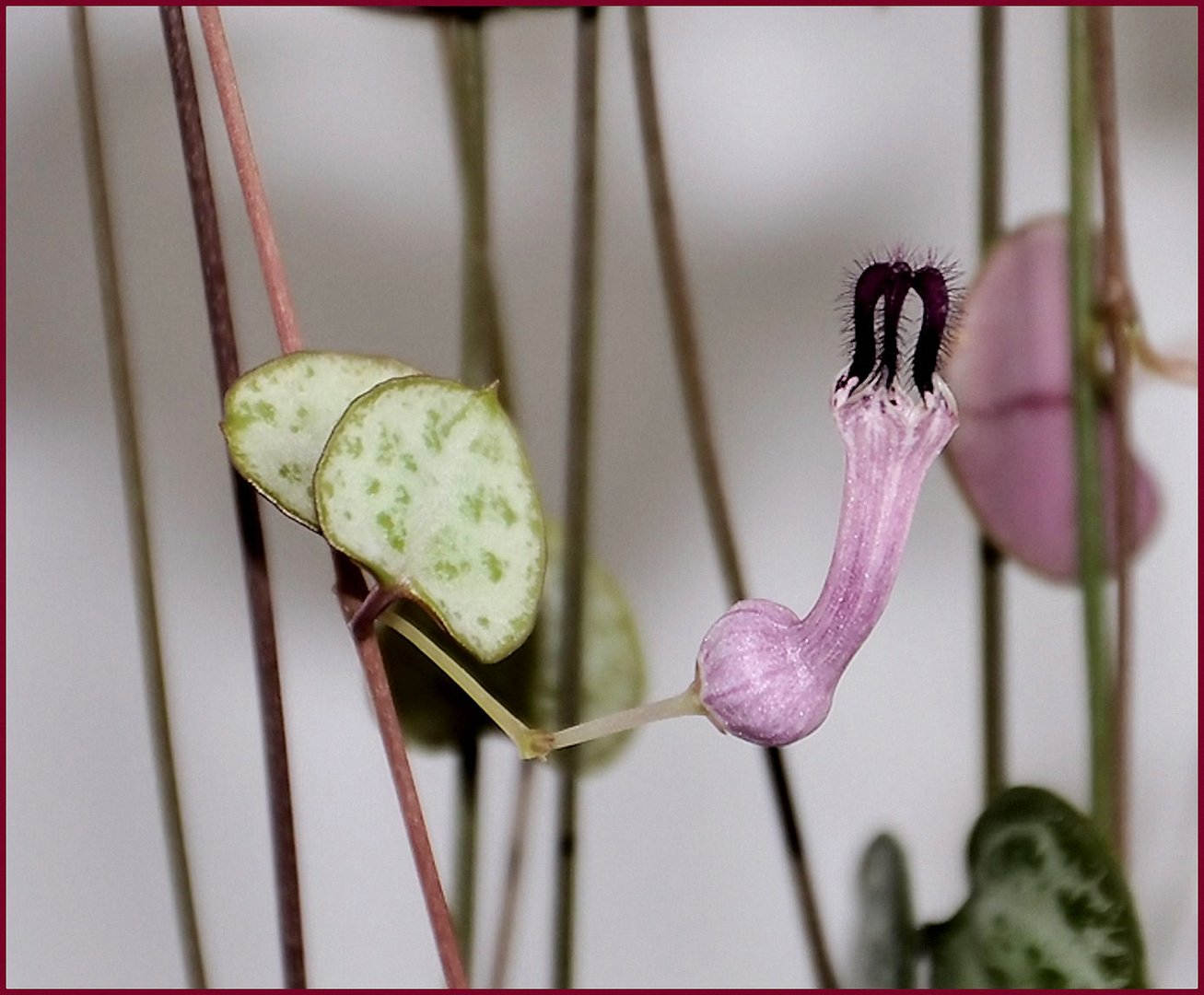 Ceropegia Woody.