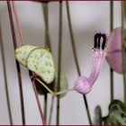 Ceropegia Woody.