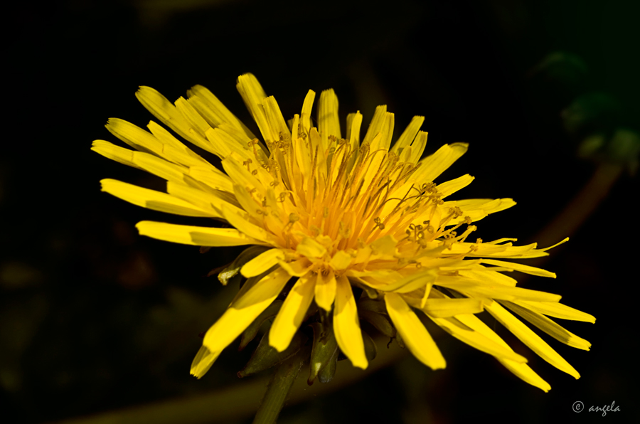 Cerrajón (sonchus oleraceus)