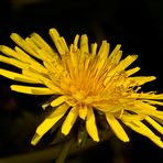 Cerrajón (sonchus oleraceus)