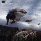 ..Certains jours, il faisait un froid de canard à Briançon..