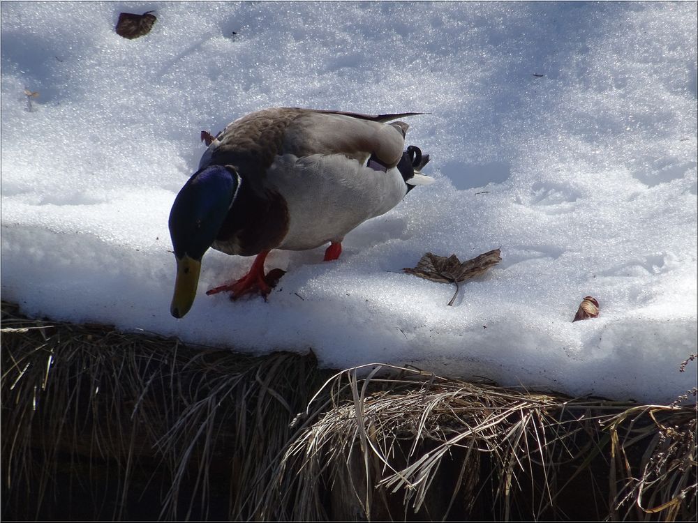 ..Certains jours, il faisait un froid de canard à Briançon..