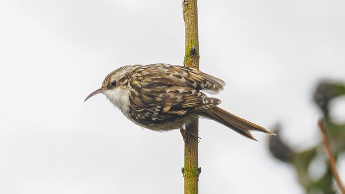 Certhia brachydactyla