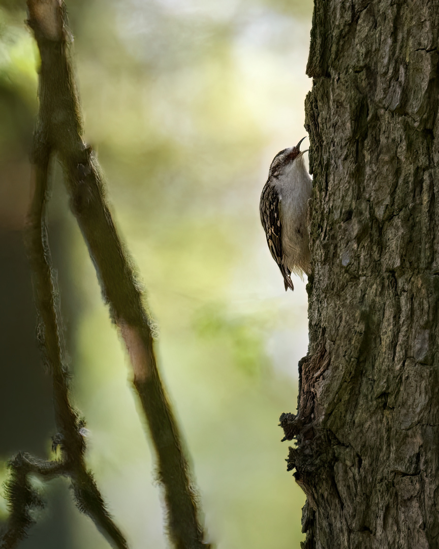 Certhia familiaris