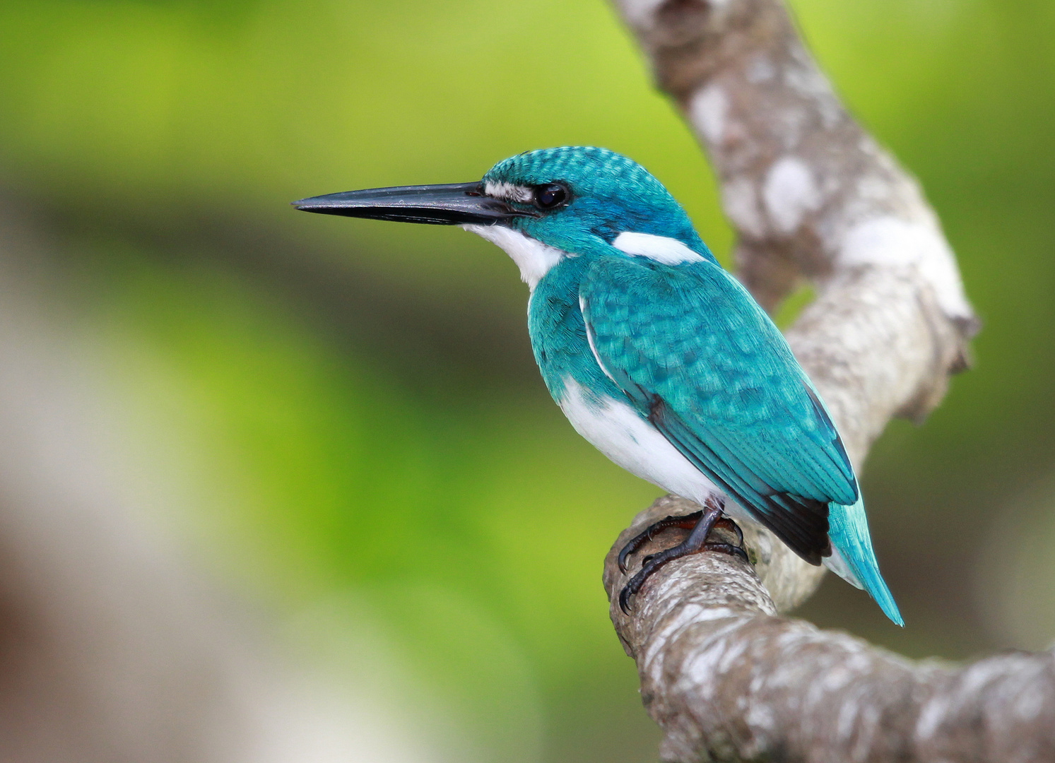 Cerulean Kingfisher