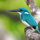 Cerulean Kingfisher