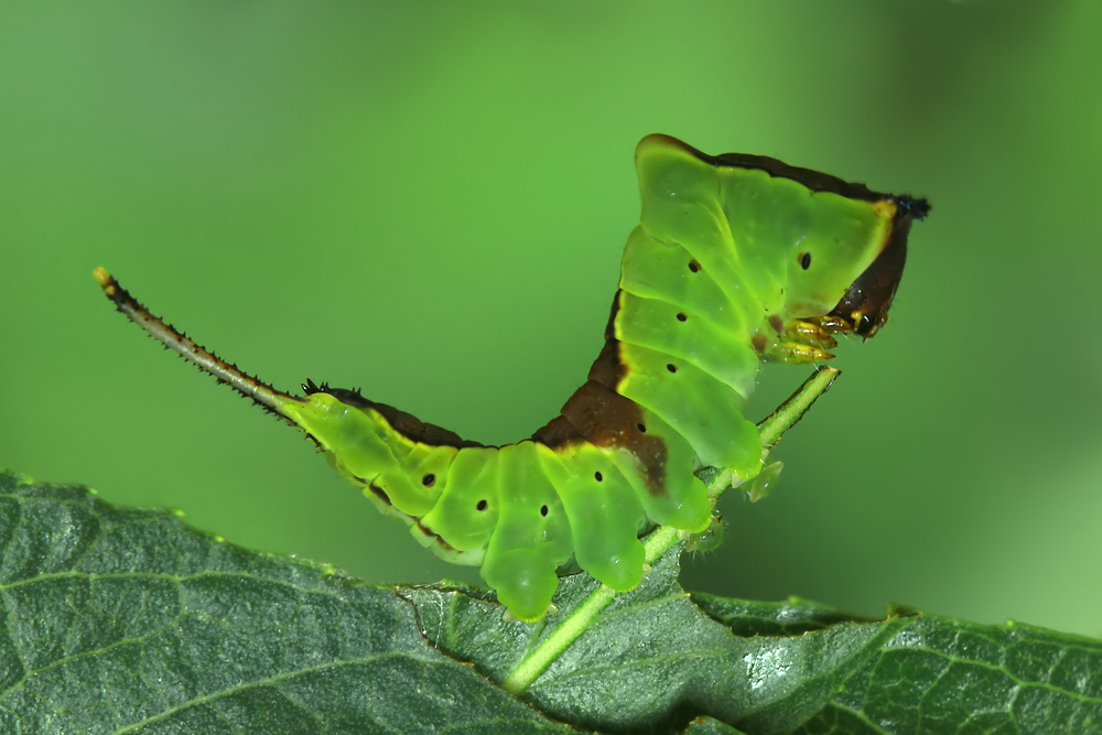 Cerura erminea