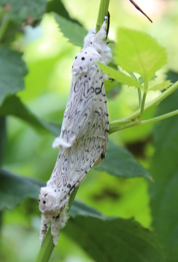  Cerura erminea- weißer Gabelschwanz 