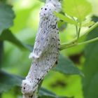  Cerura erminea- weißer Gabelschwanz 