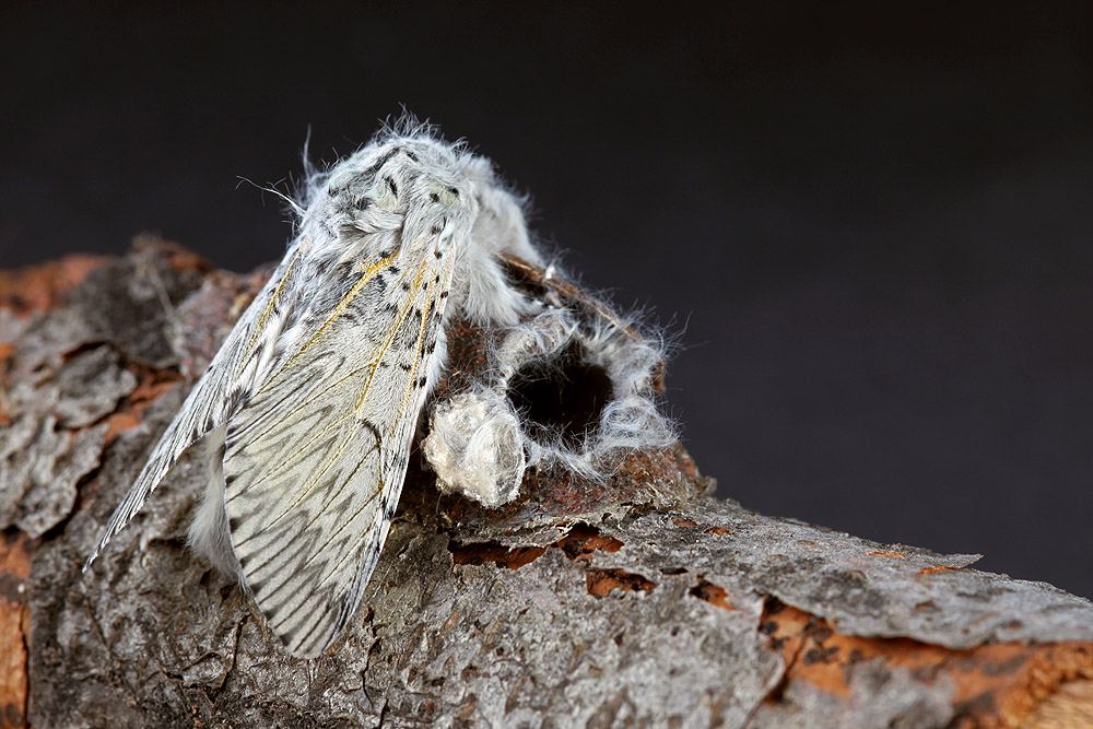 Cerura vinula