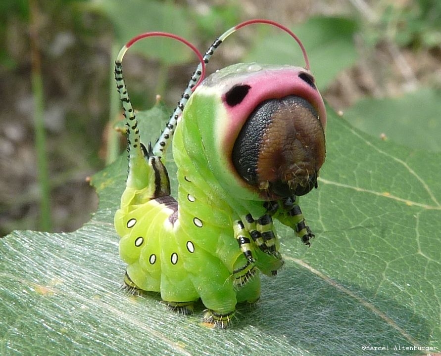 Cerura vinula - Großer Gabelschwanz