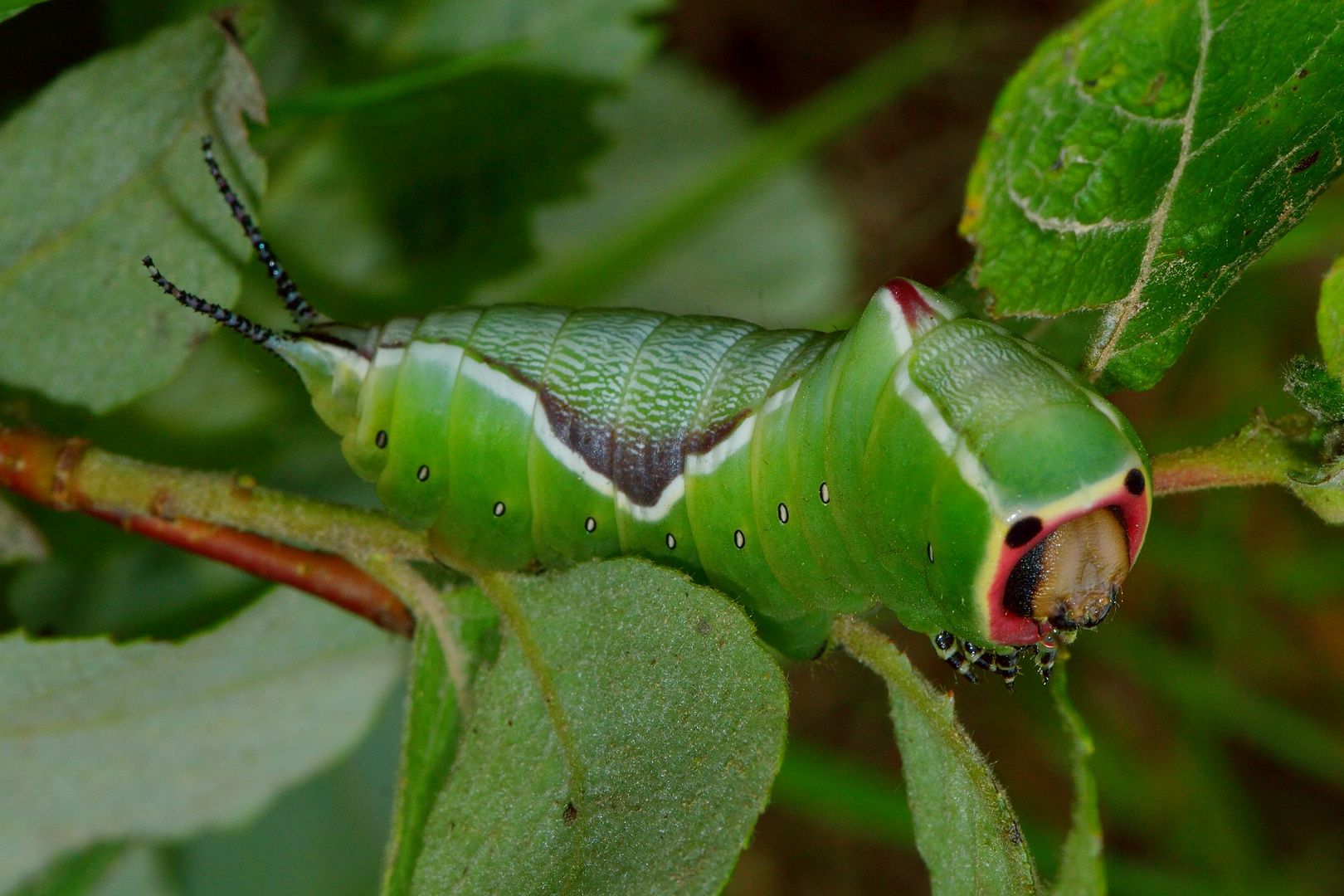 Cerura vinula, Großer Gabelschwanz