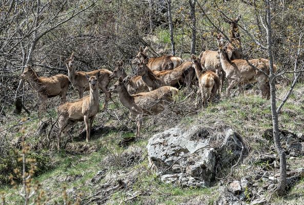 Cervi a Pourrieres