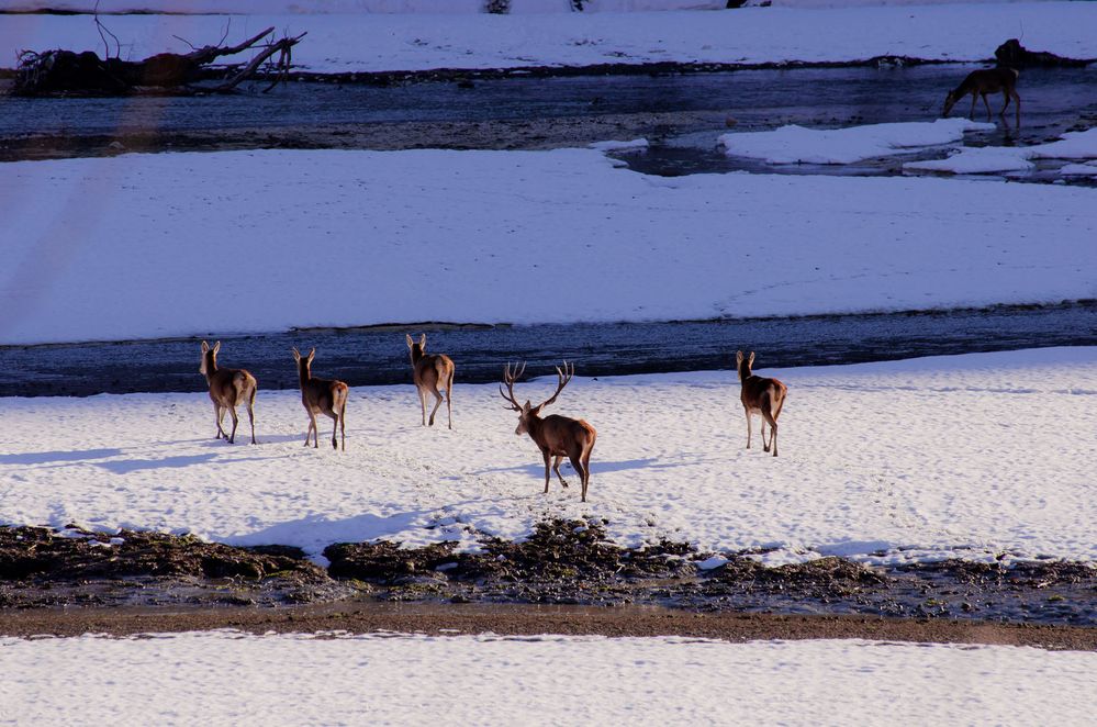 cervi barrea neve - cammina non correre