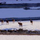 cervi barrea neve - cammina non correre