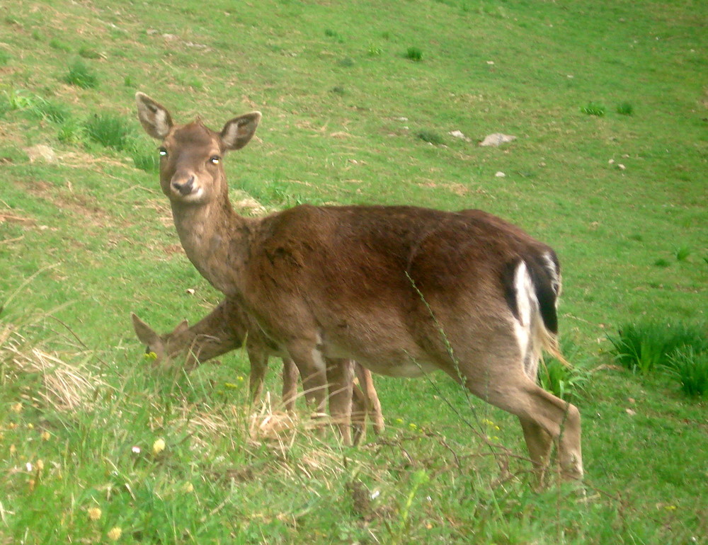 Cervi in liberta