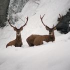 cervi maschi nella neve