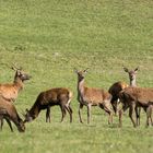 cervi sul primo verde