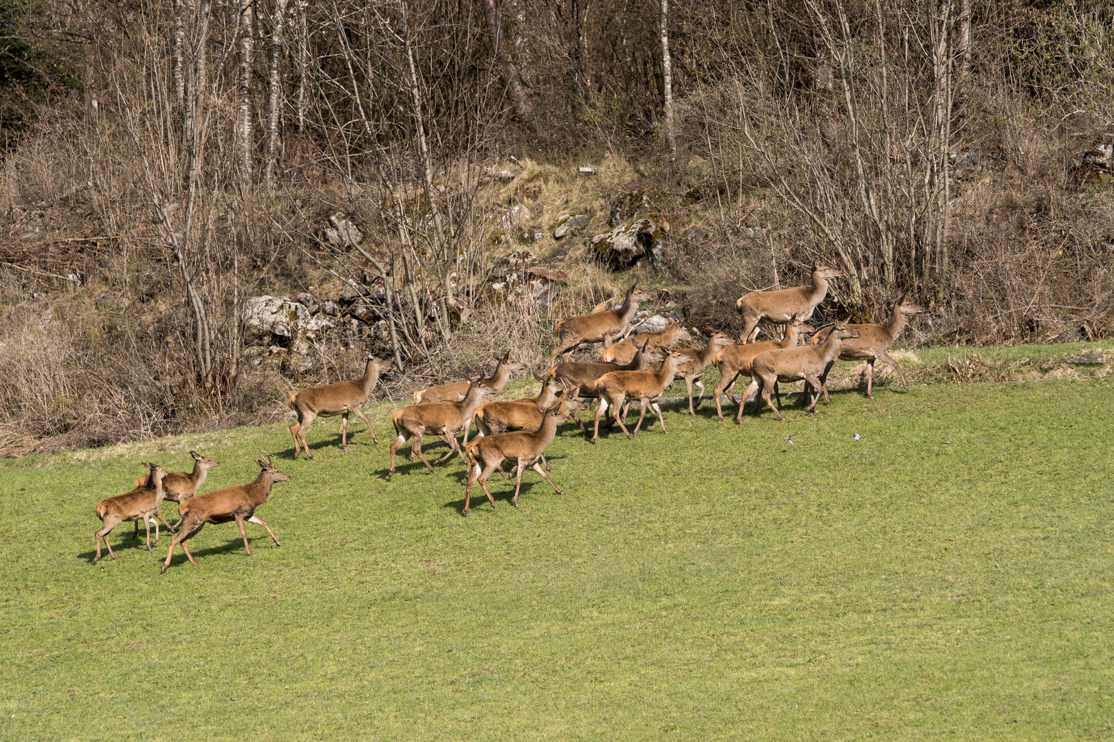 Cervi sul primo verde