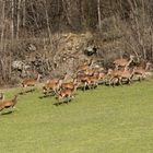 Cervi sul primo verde