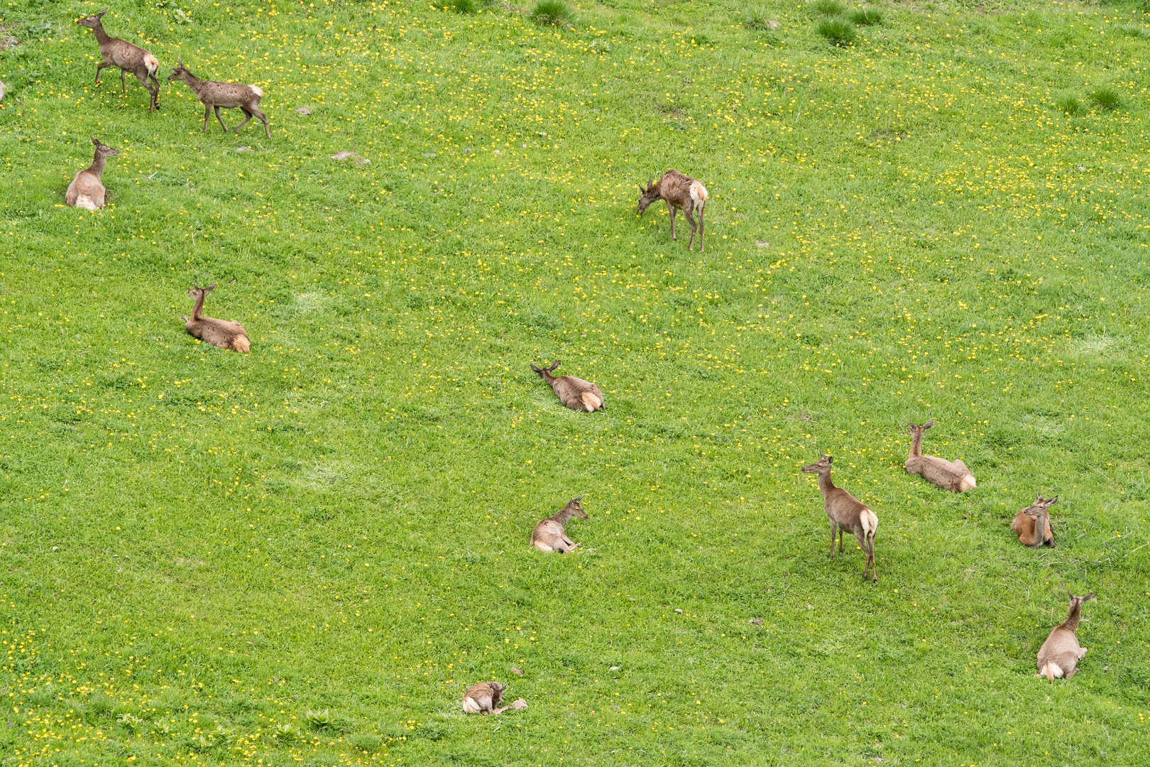 cervi sul primo verde