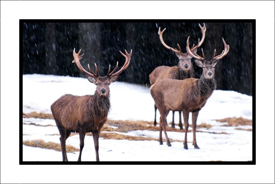 Cervi sulla neve al Passo Rolle