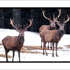 Cervi sulla neve al Passo Rolle