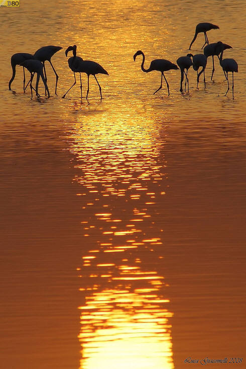 Cervia - riserva naturale