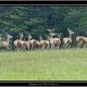 cervids en alerte