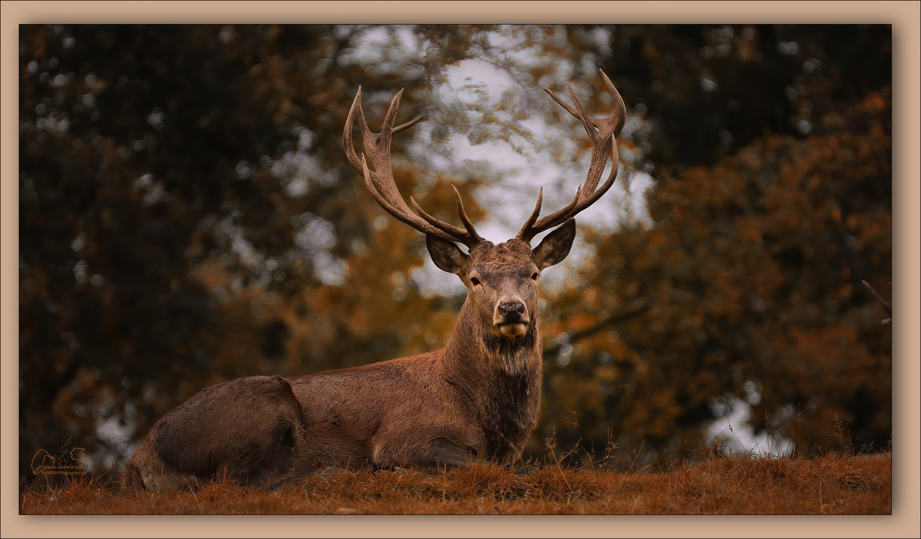 Cervo Foto & Bild wildlife, natur, friuli Bilder auf