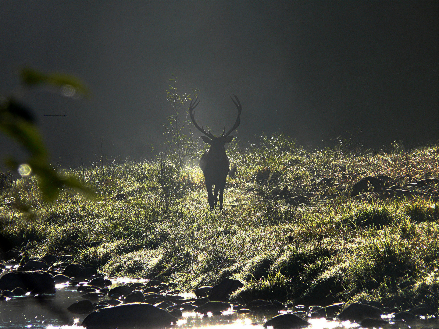 CERVO ALL'ALBA SUL TORRENTE CERONDA (PARCO NATURALE LA MANDRIA)