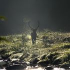 CERVO ALL'ALBA SUL TORRENTE CERONDA (PARCO NATURALE LA MANDRIA)