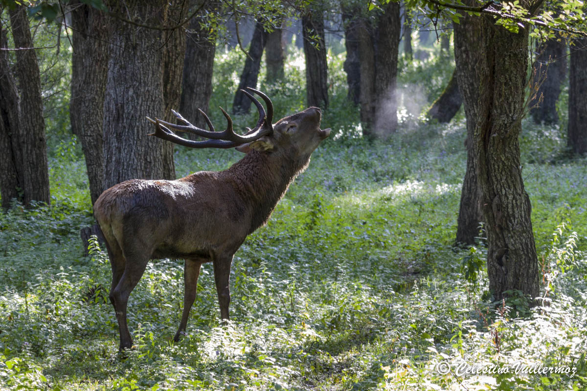 Cervo Bramito Foto Immagini Animali Mammiferi Allo Stato Libero