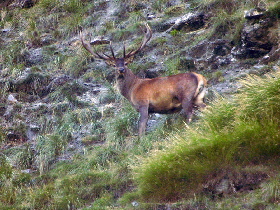 cervo digiscoping