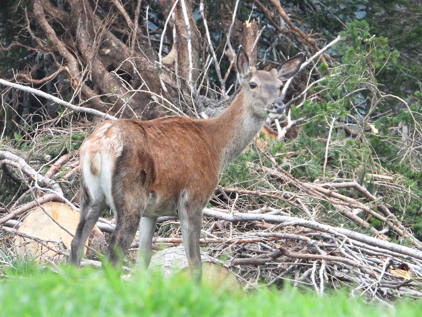 Cervo fusone