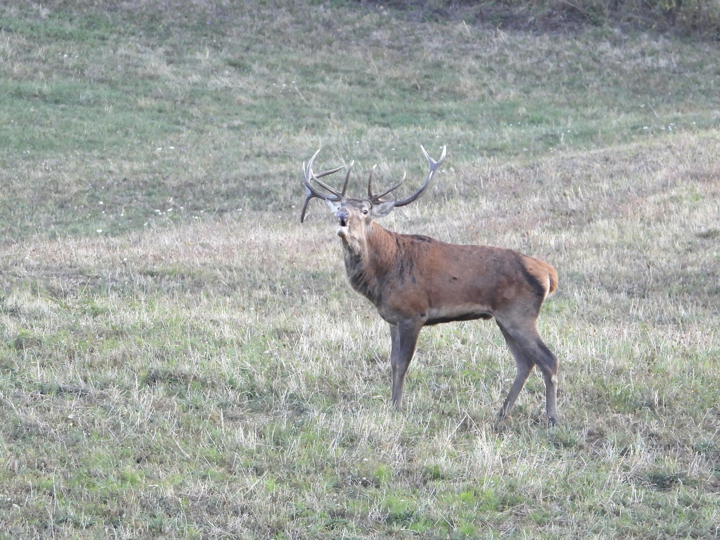 Cervo in bramito