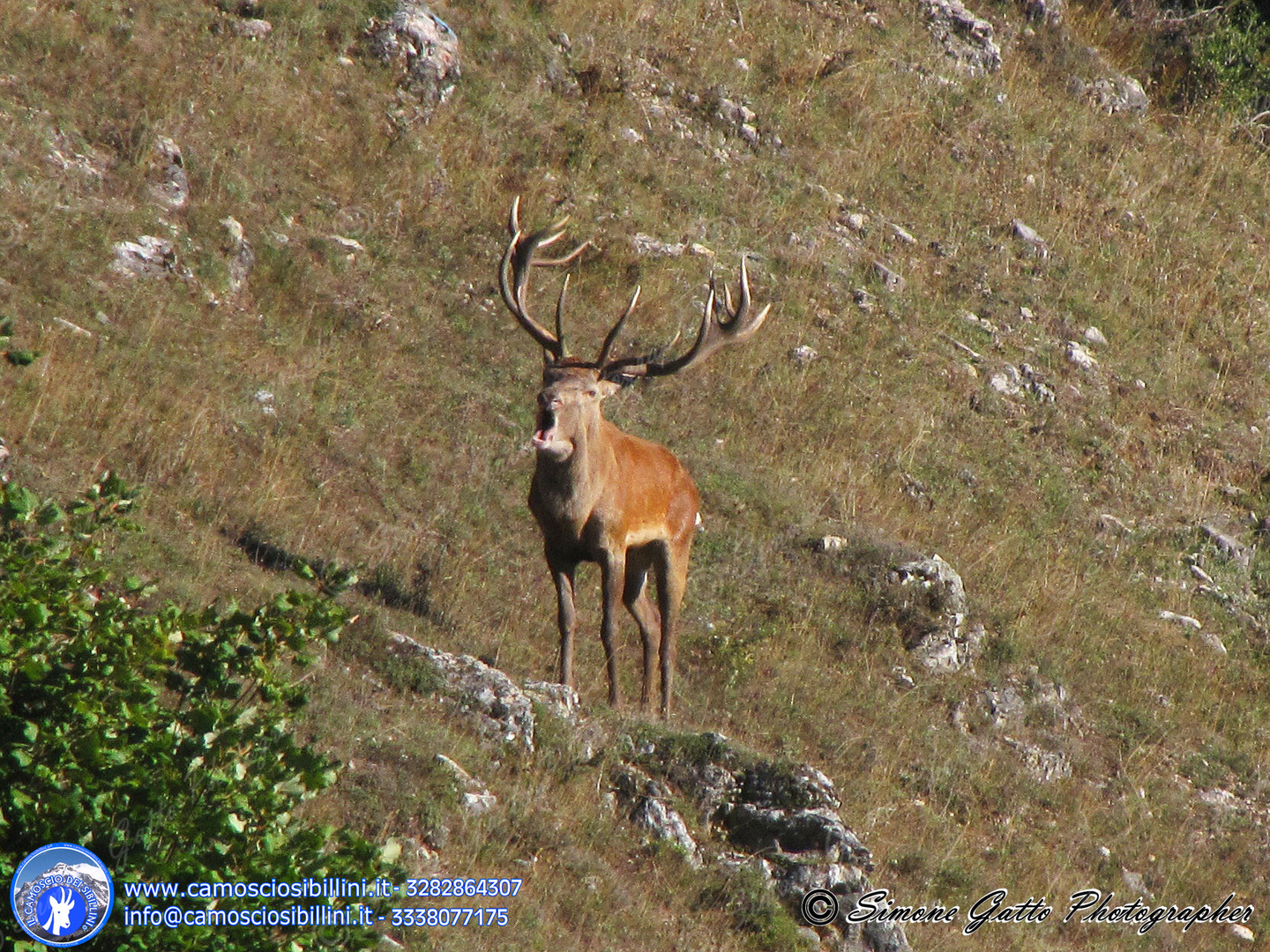 Cervo in Bramito - Sibillini - www.camosciosibillini.it