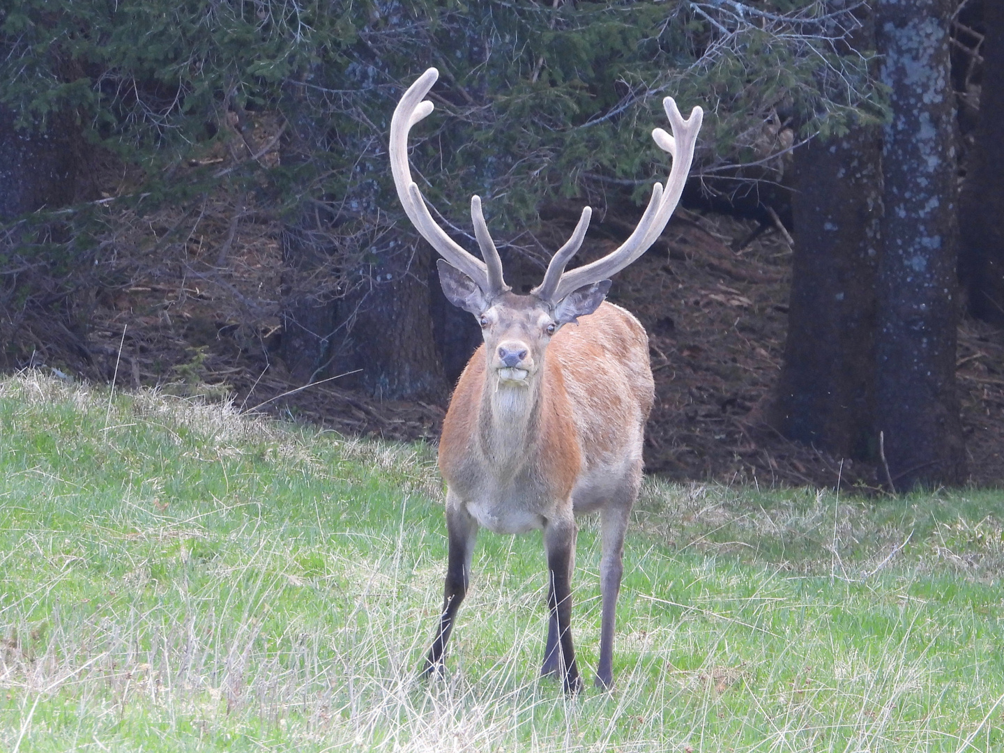 Cervo maschio adulto in velluto