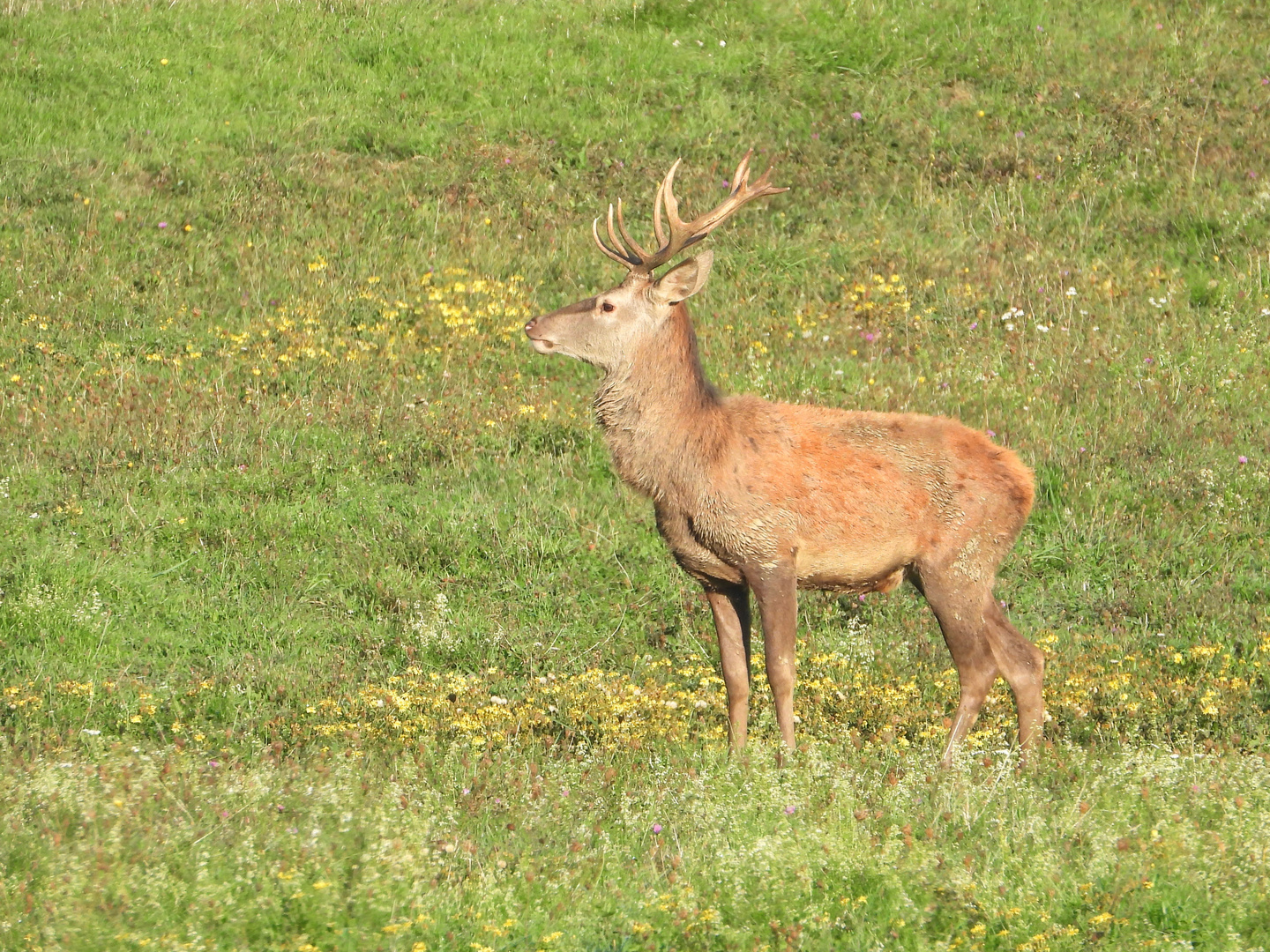 Cervo maschio subadulto