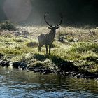 Cervo minaccioso si avvicina stufo della mia presenza